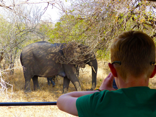 A young boy watching an elephant from a safari vehicle